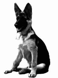 Ольга Зыкина - Немецкая овчарка