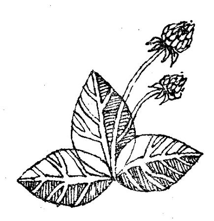 Ольга Коренева - Белая ласточка