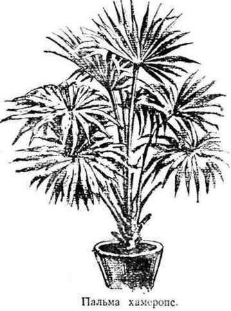 Николай Верзилин - Путешествие с домашними растениями