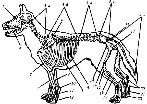 Ольга Зыкина - Немецкая овчарка
