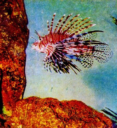 Герман Хеберляйн - Подводный мир