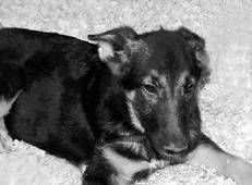 Ольга Зыкина - Немецкая овчарка