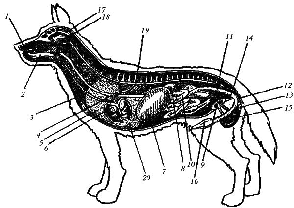 Ольга Зыкина - Немецкая овчарка