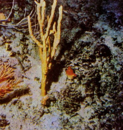 Герман Хеберляйн - Подводный мир