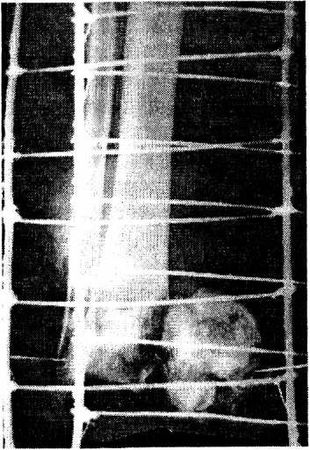 Александр Минченко - Раны. Лечение и профилактика осложнений. Учебное пособие