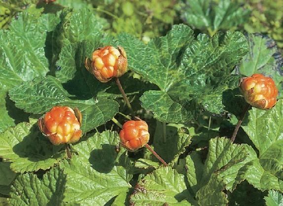 Биргит Кремер, Эльке Фрей и др. - Стокгольм. Путеводитель