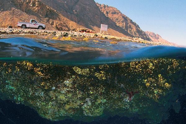 Андрей Рянский - Дайвинг. Красное море