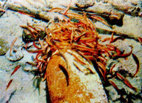 Герман Хеберляйн - Подводный мир