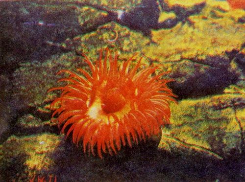 Герман Хеберляйн - Подводный мир