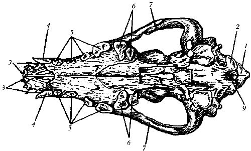 Ольга Зыкина - Немецкая овчарка