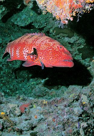 Андрей Рянский - Дайвинг. Красное море