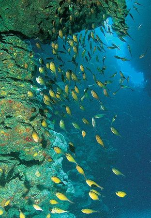 Андрей Рянский - Дайвинг. Красное море