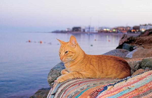Андрей Рянский - Дайвинг. Красное море