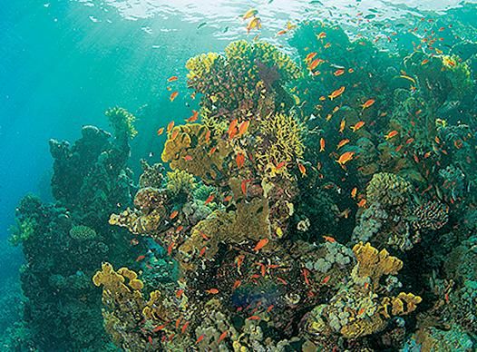 Андрей Рянский - Дайвинг. Красное море