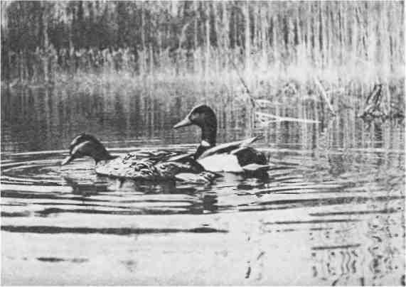 Дмитрий Зуев - Времена года