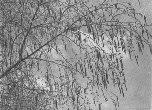 Дмитрий Зуев - Времена года