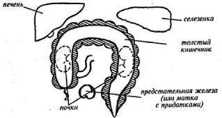 Владимир Гусев - Возвращение в молодость