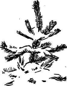 Дмитрий Зуев - Времена года