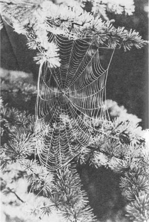 Дмитрий Зуев - Времена года