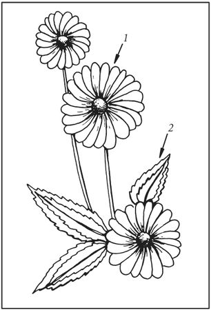 Татьяна Плотникова - Поделки из засушенных цветов и листьев