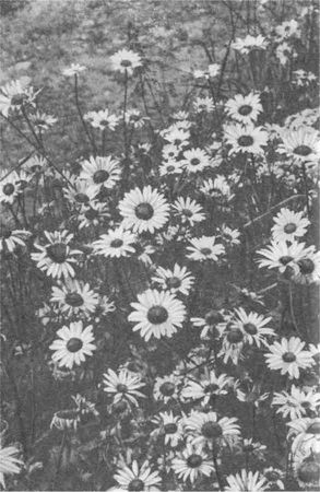 Дмитрий Зуев - Времена года