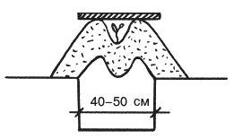 Светлана Ермакова, Светлана Хворостухина - Рассада на вашем участке. Уникальные...