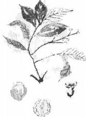 Грэм Хэнкок - Сверхъестественное. Боги и демоны эволюции