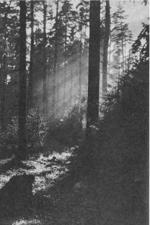 Дмитрий Зуев - Времена года