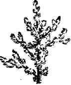 Дмитрий Зуев - Времена года