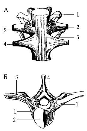 Ирина Калюжнова - Остеохондроз
