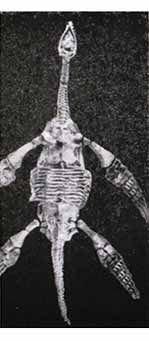 Игорь Акимушкин - Тропою легенд