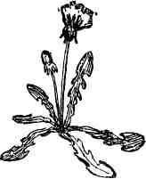 Дмитрий Зуев - Времена года