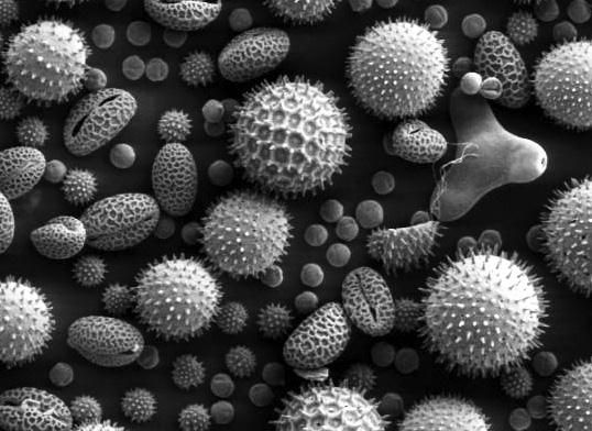 Вадим Левитин - Удивительная генетика