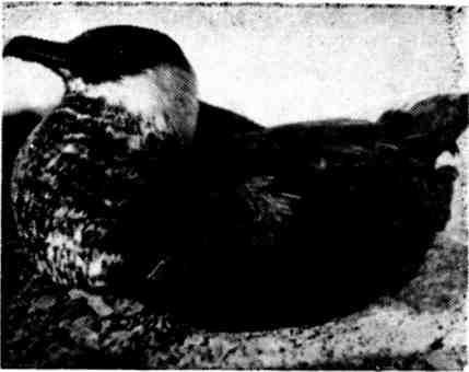 Марк Пуссе - По Беломорью