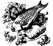 Жак-Ив Кусто, Филипп Диоле - "Калипсо" и кораллы