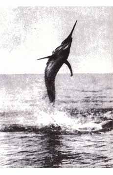 Игорь Акимушкин - Тропою легенд