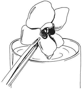 Татьяна Плотникова - Поделки из засушенных цветов и листьев