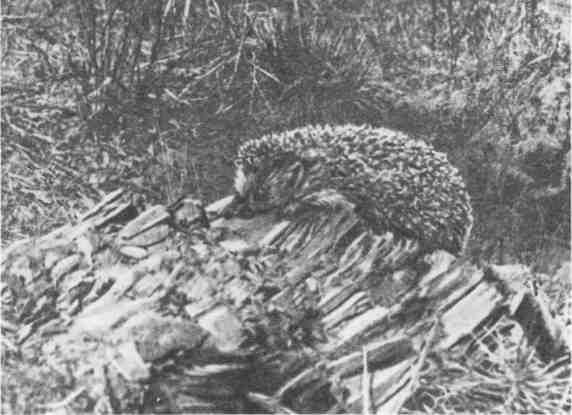 Дмитрий Зуев - Времена года