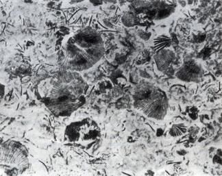 Ричард Флинт - История Земли