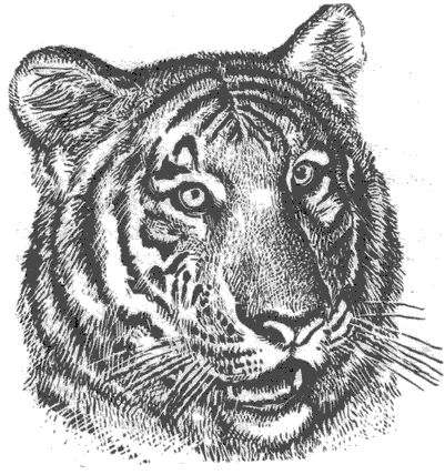 Ян Линдблад - Мир Книги джунглей