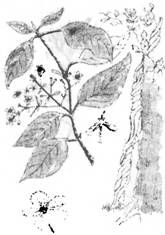 Грэм Хэнкок - Сверхъестественное. Боги и демоны эволюции