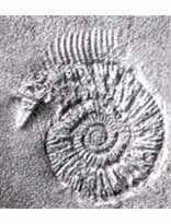 Игорь Акимушкин - Тропою легенд