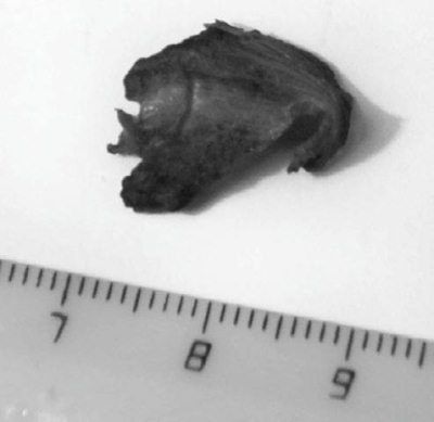 Сергей Глезеров - Удельная. Очерки истории