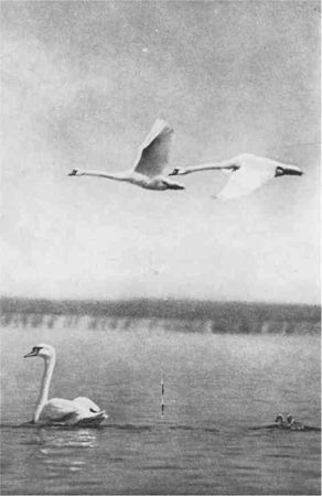 Дмитрий Зуев - Времена года