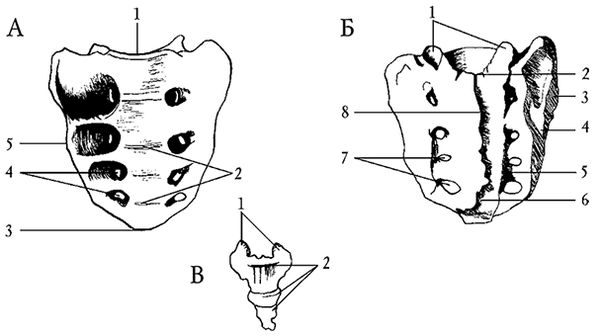 Ирина Калюжнова - Остеохондроз