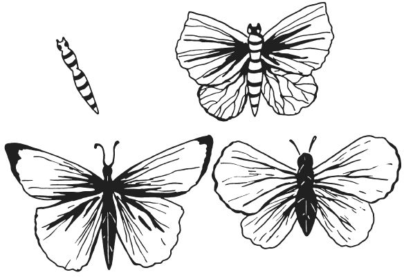 Татьяна Плотникова - Поделки из засушенных цветов и листьев