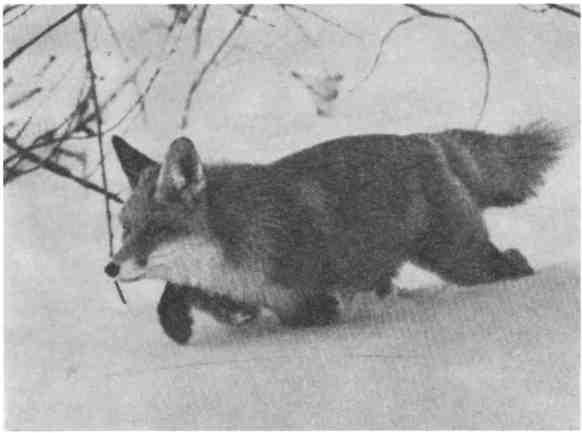 Дмитрий Зуев - Времена года