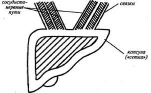Владимир Гусев - Возвращение в молодость