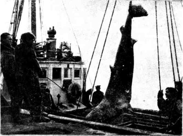 Марк Пуссе - По Беломорью