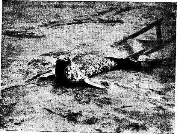 Макс Поляновский, Илья Быков - С букварем у гиляков. Сахалинские дневники...